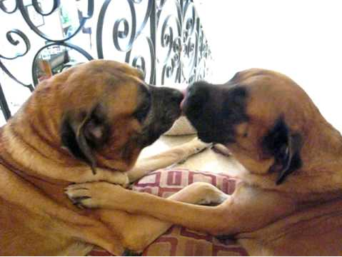 DOGS_KISS